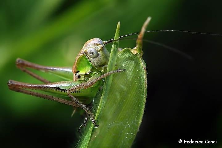 Mini grillo!? - neanide di Platycleis sp.