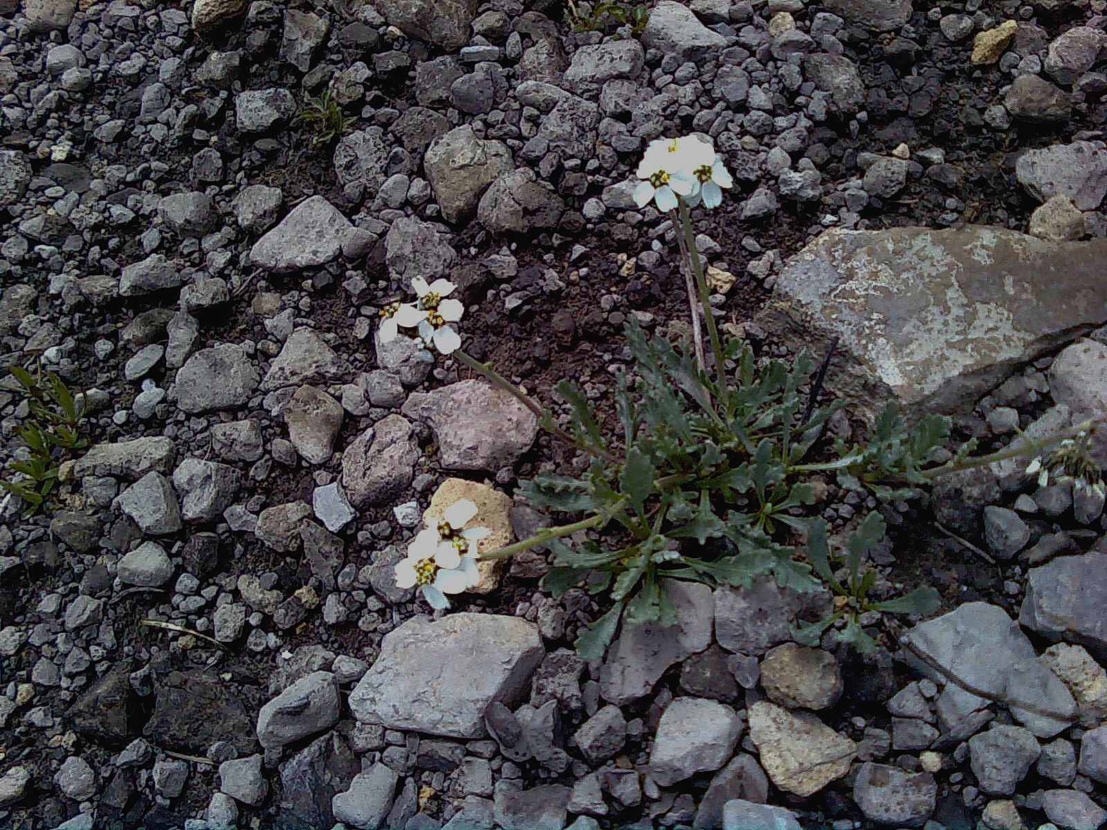 Achillea clavenae