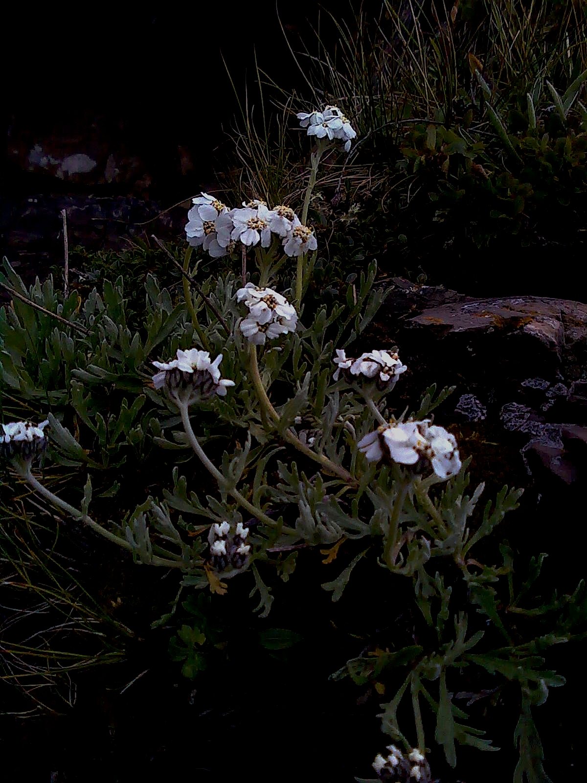 Achillea clavenae