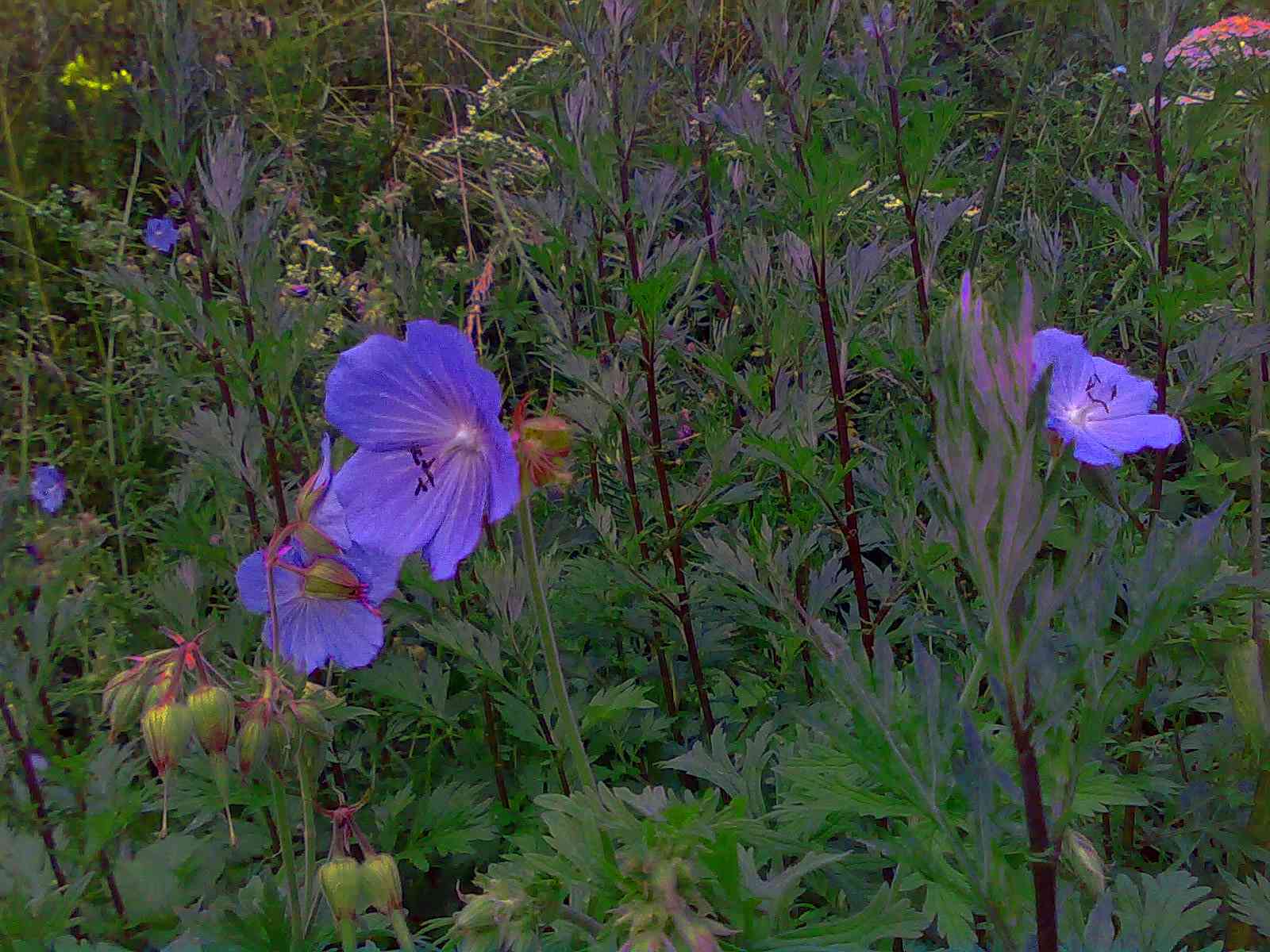 Geranium pratense / Geranio dei prati