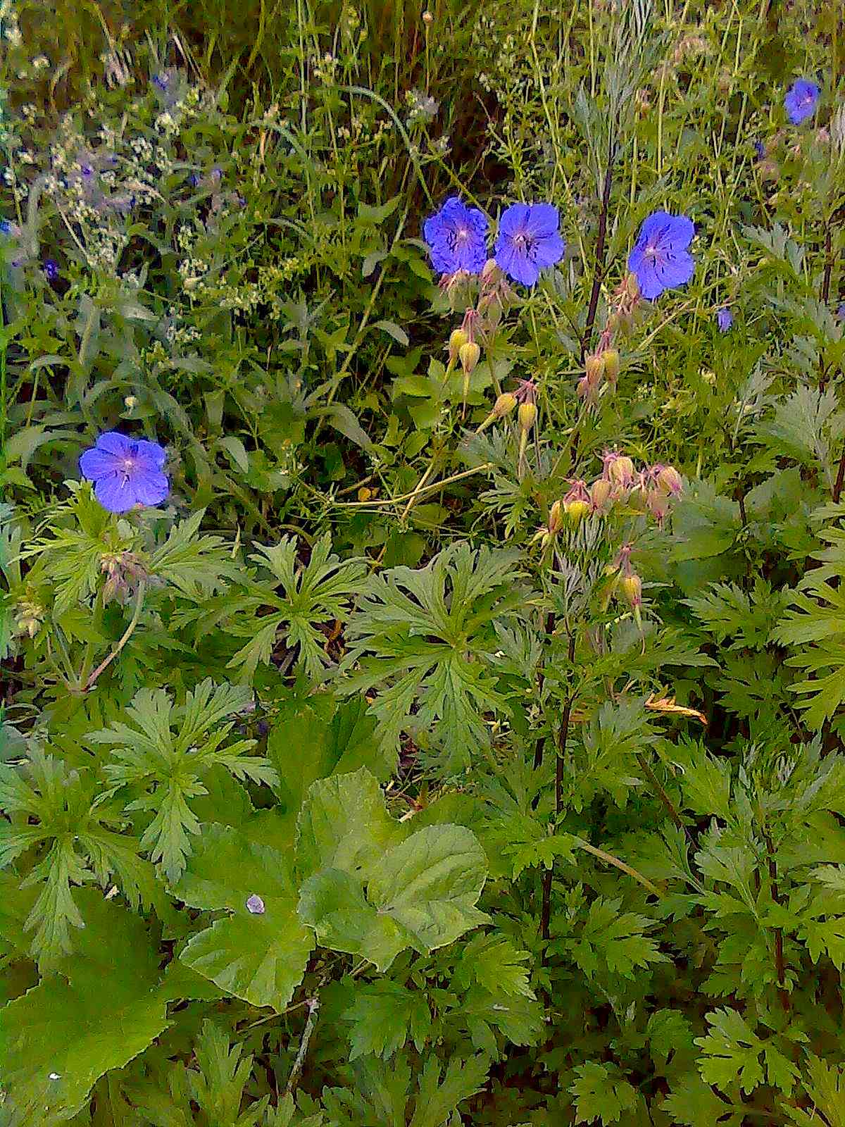 Geranium pratense / Geranio dei prati