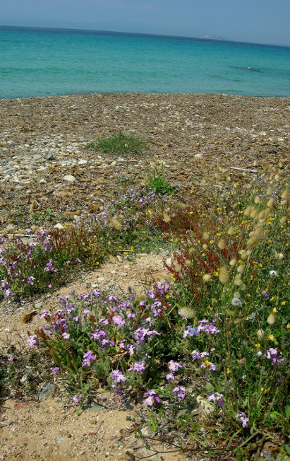 Sulla costa sarda - Matthiola tricuspidata