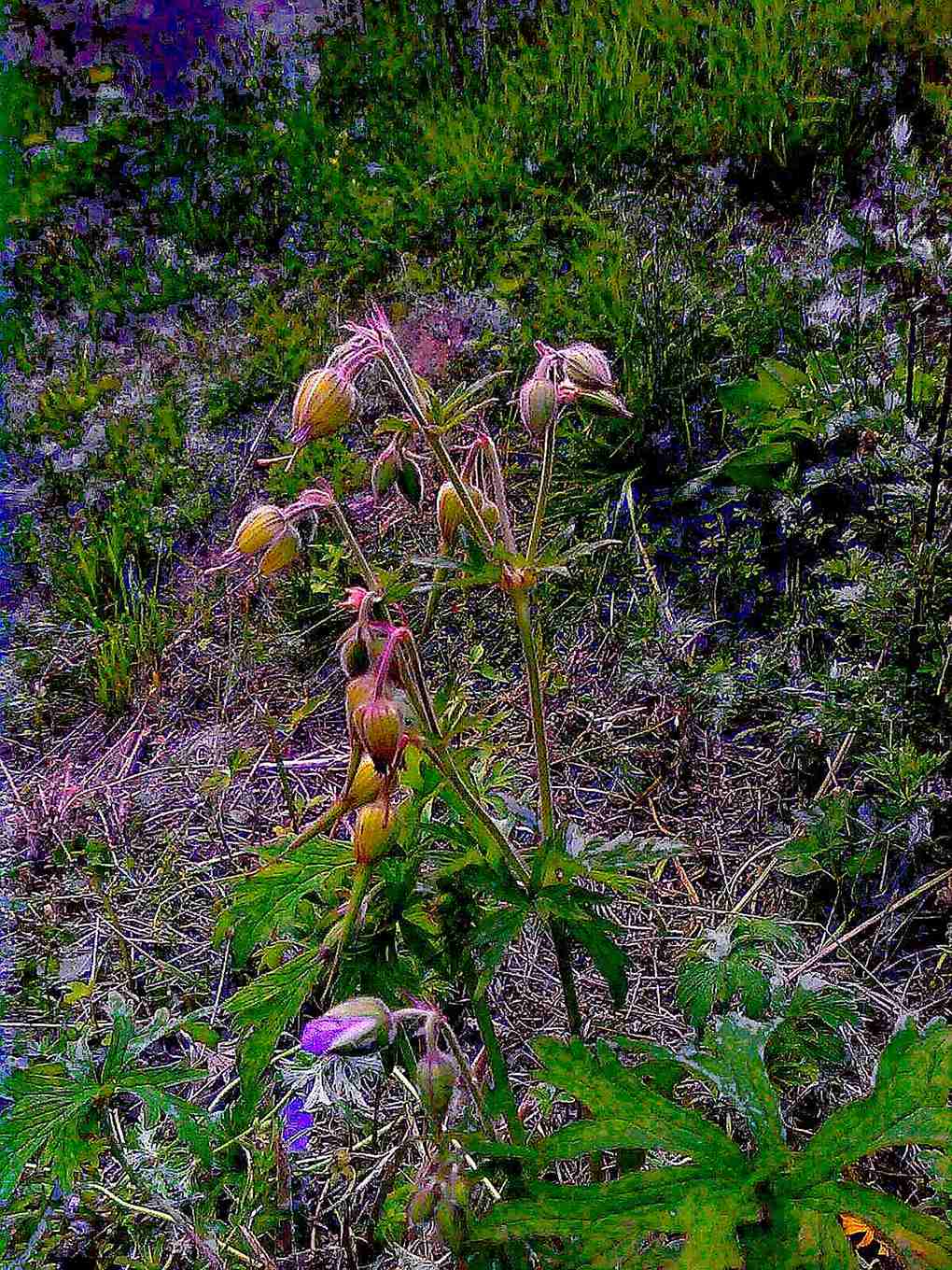 Geranium pratense / Geranio dei prati