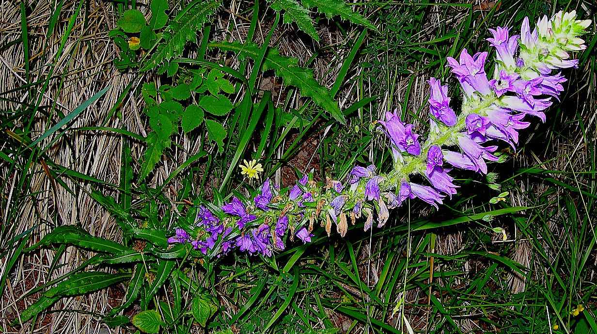 Campanula spicata
