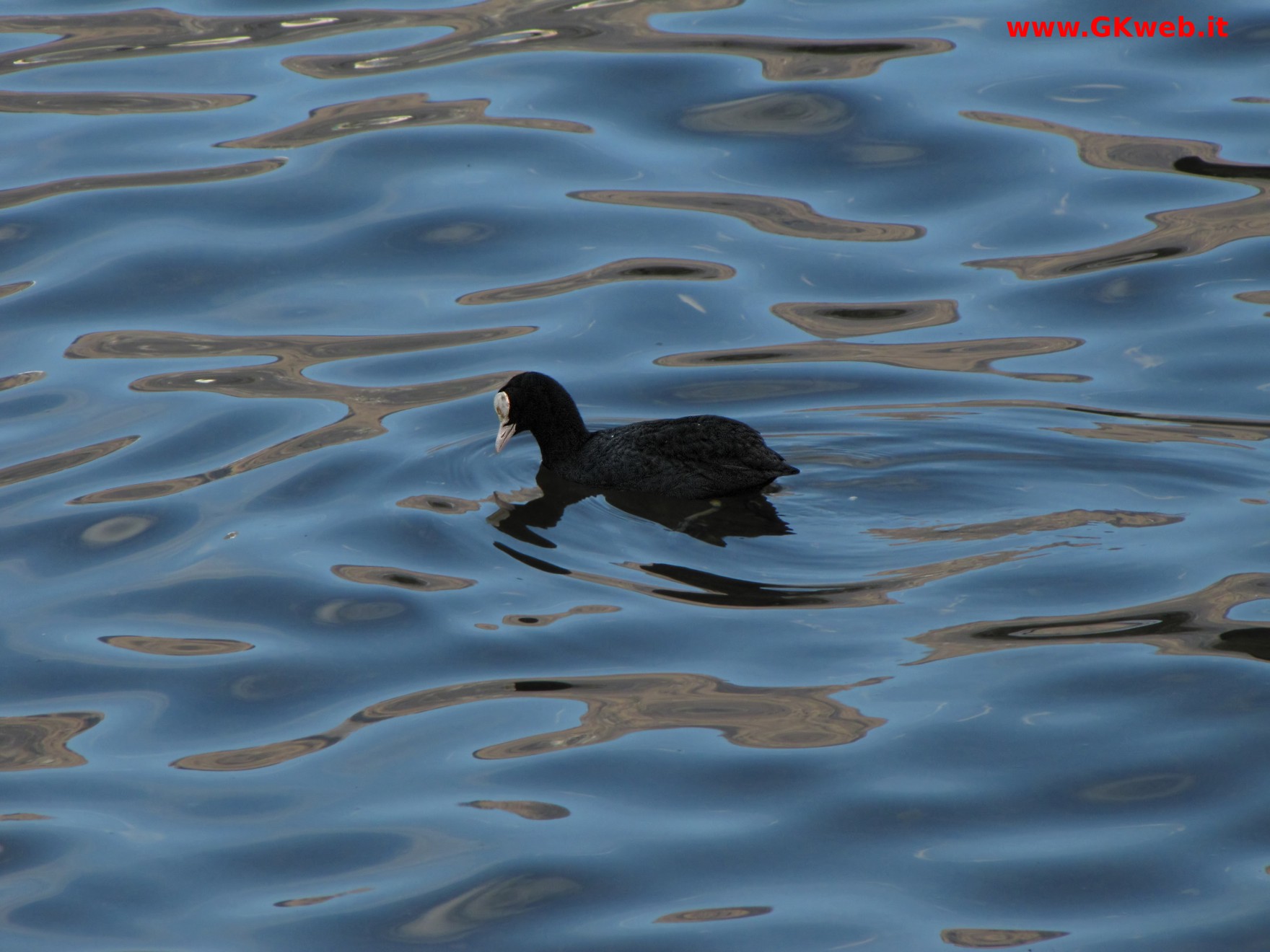Folaga - Fulica atra