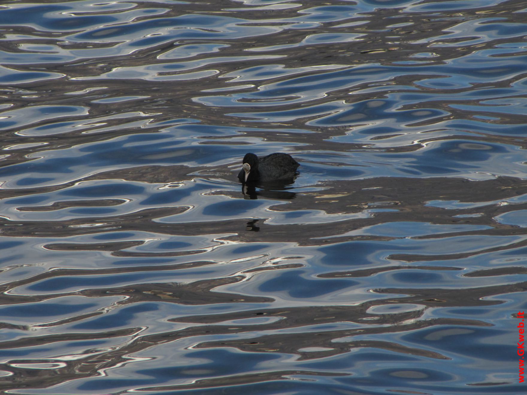 Folaga - Fulica atra