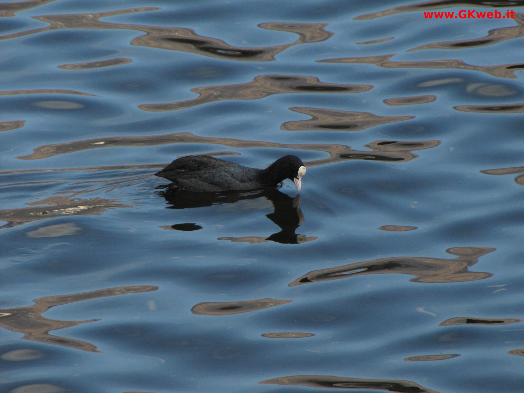 Folaga - Fulica atra