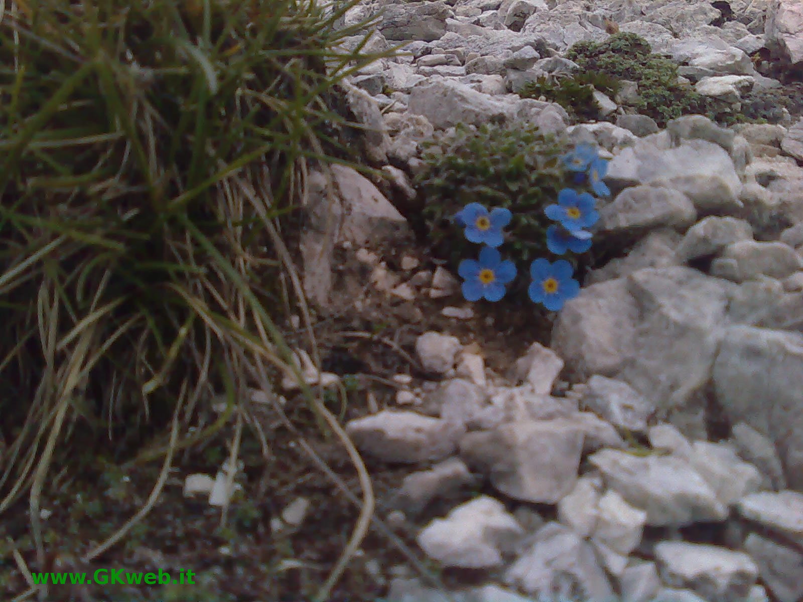 Eritrichium nanum / Nontiscordardime nano