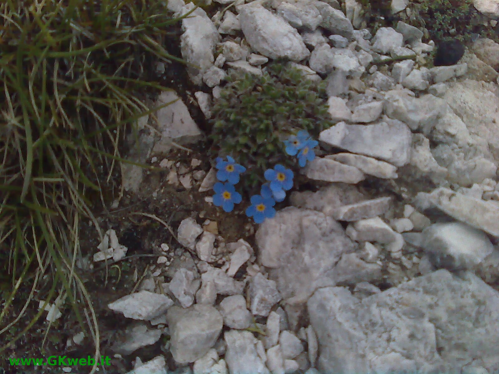 Eritrichium nanum / Nontiscordardime nano