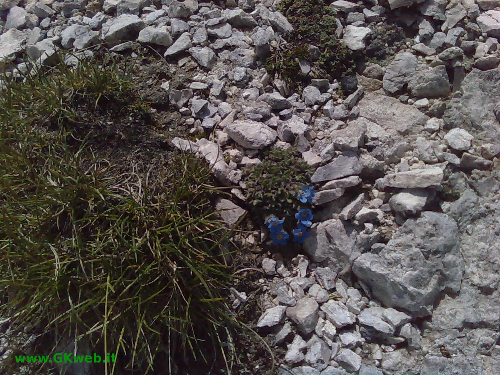 Eritrichium nanum / Nontiscordardime nano