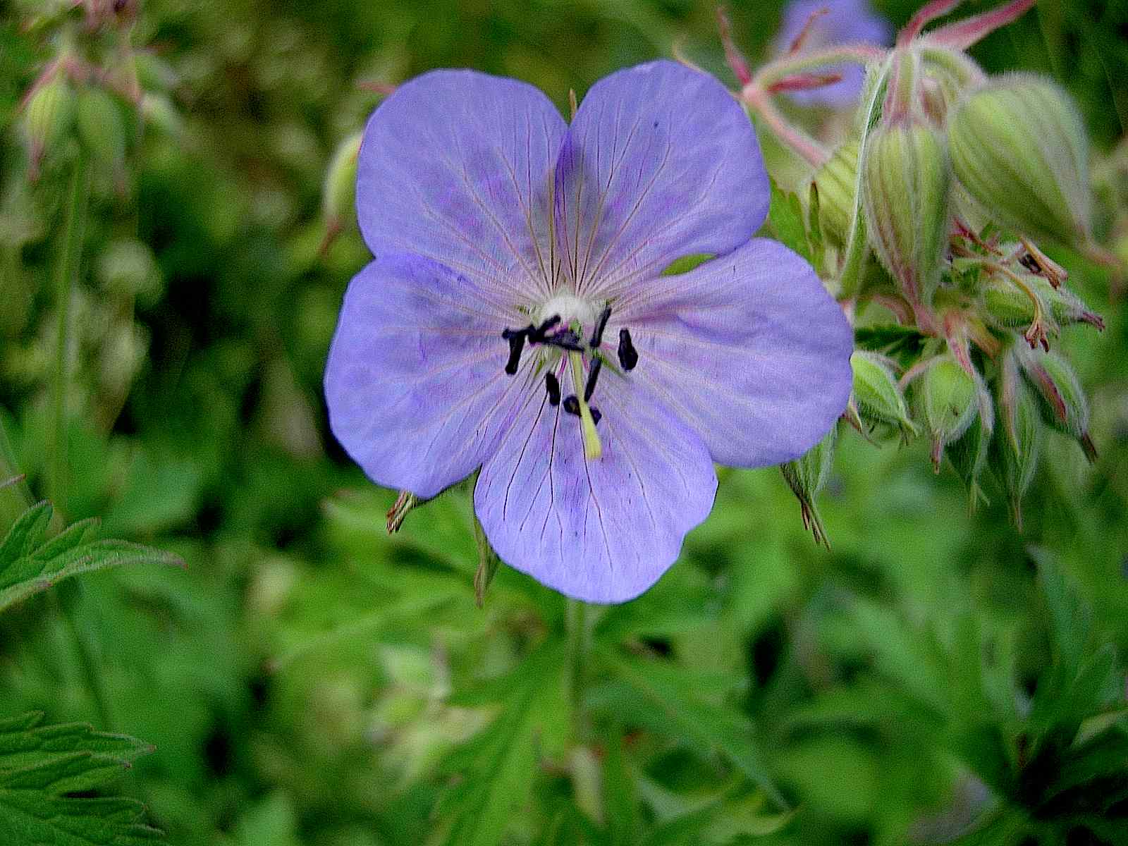 Geranium pratense / Geranio dei prati