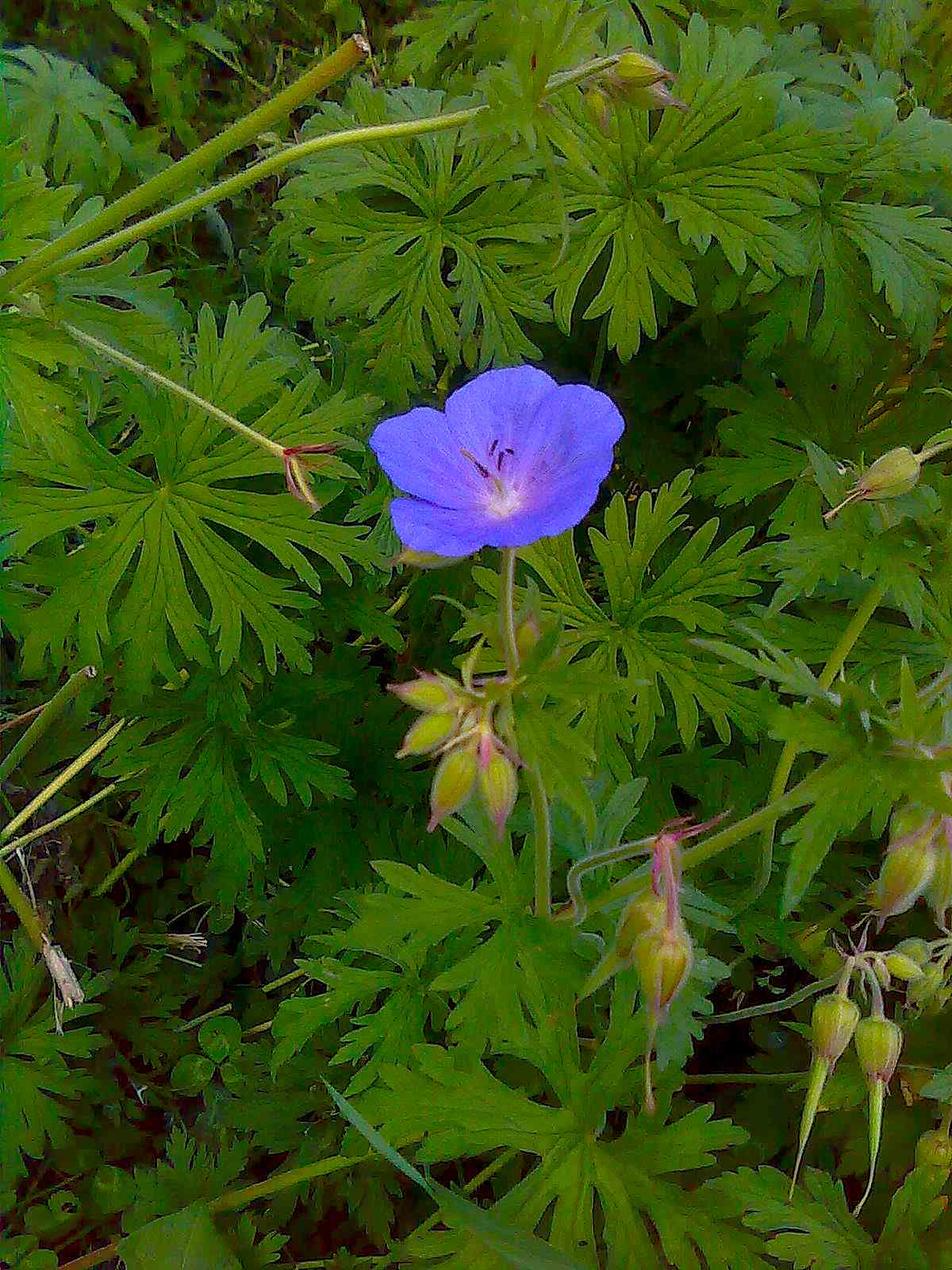 Geranium pratense / Geranio dei prati