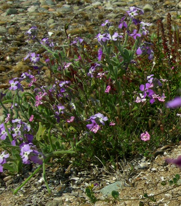 Sulla costa sarda - Matthiola tricuspidata