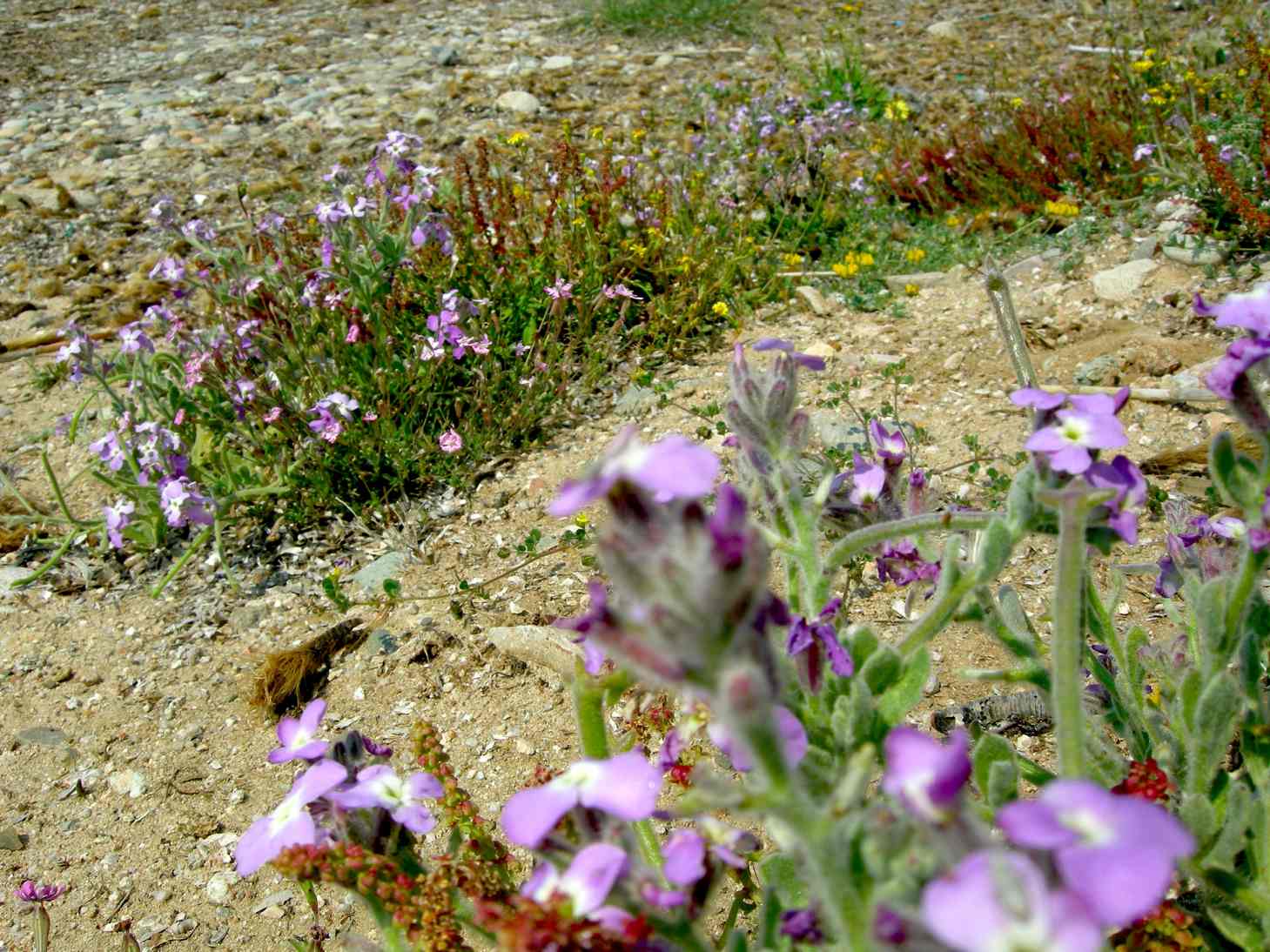 Sulla costa sarda - Matthiola tricuspidata