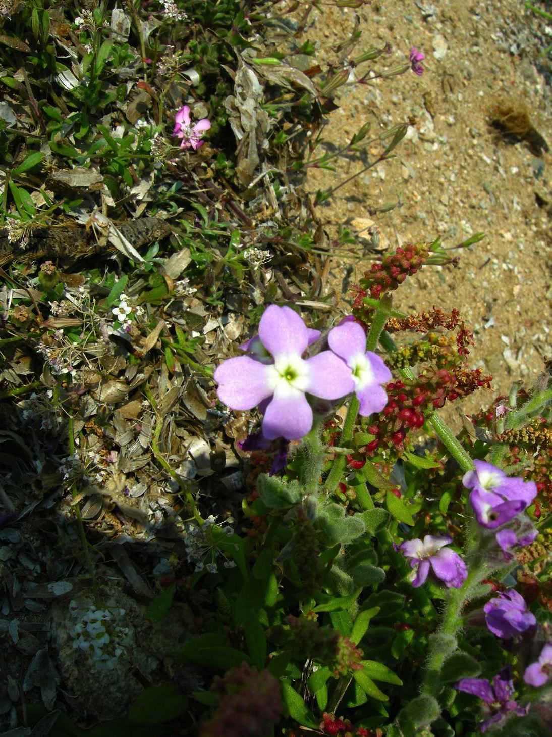 Sulla costa sarda - Matthiola tricuspidata