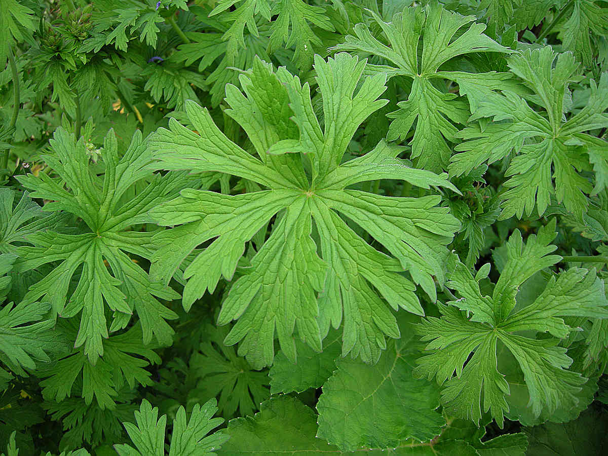 Geranium pratense / Geranio dei prati