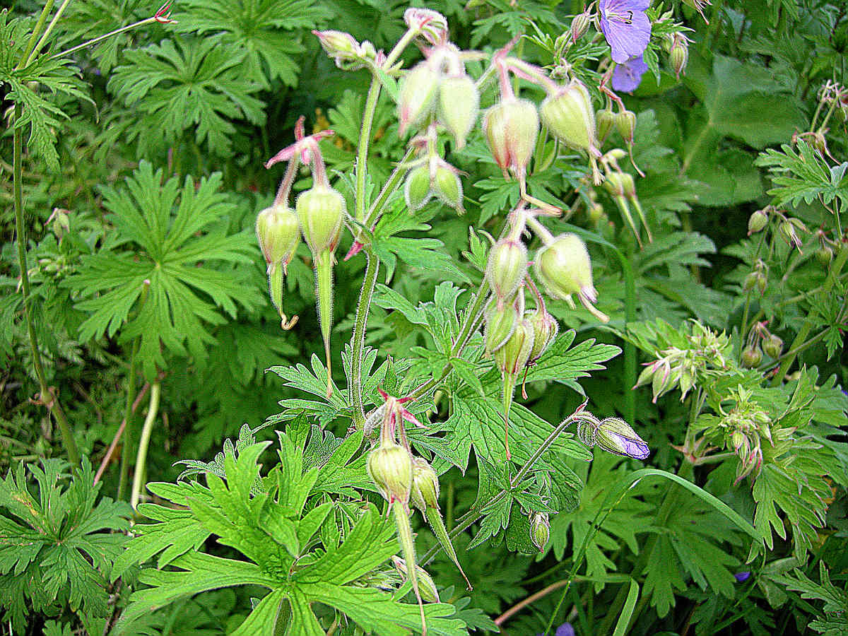 Geranium pratense / Geranio dei prati