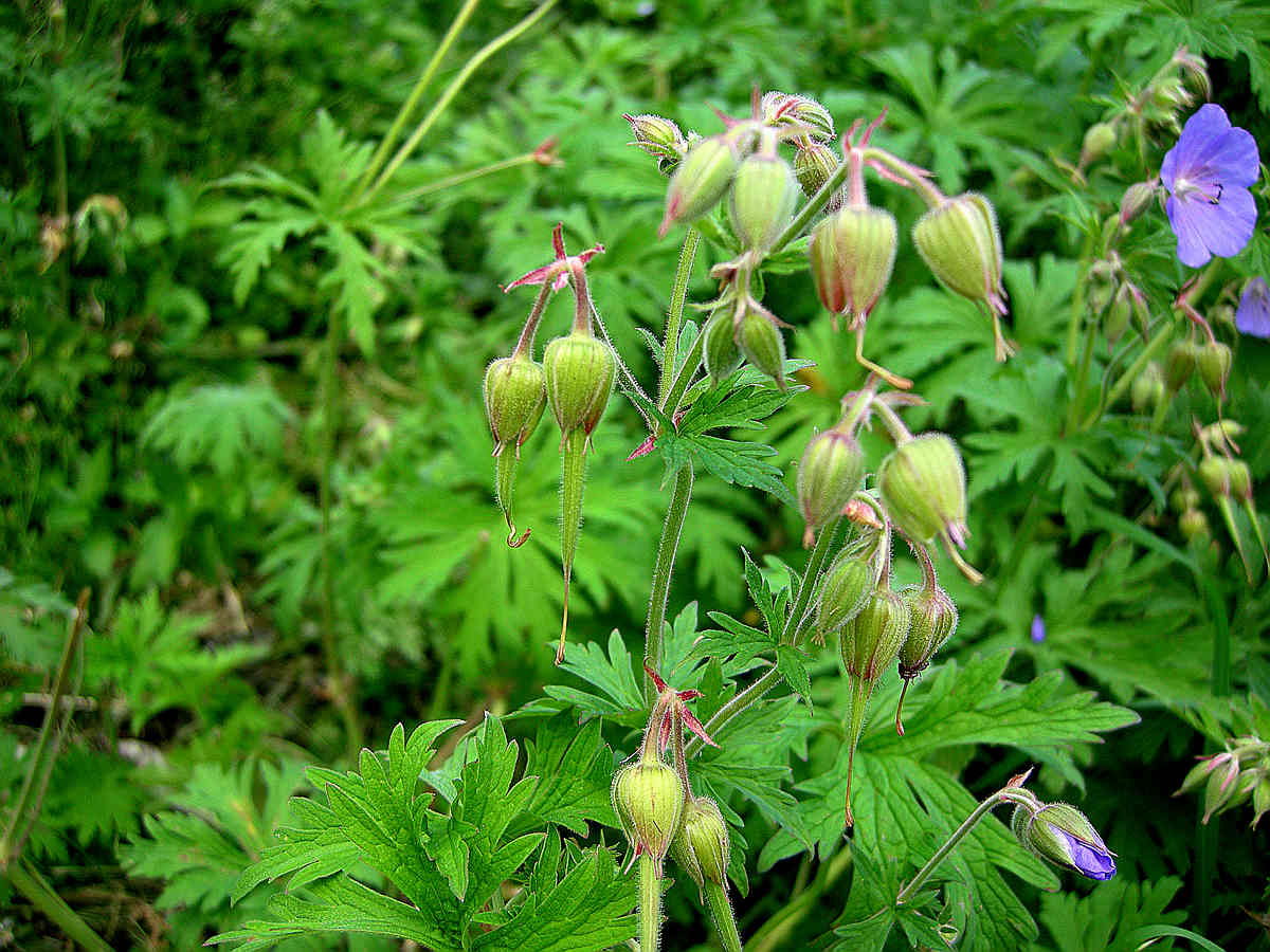 Geranium pratense / Geranio dei prati