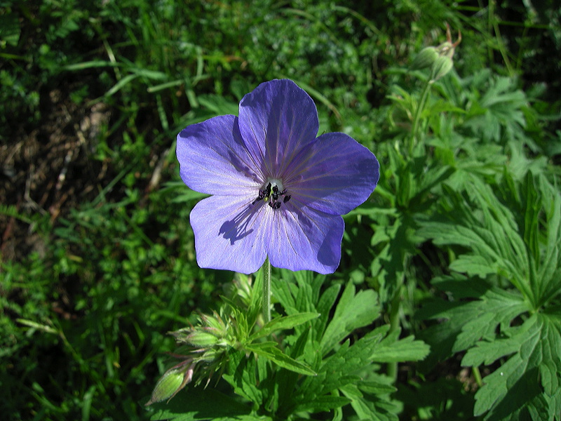 Geranium pratense / Geranio dei prati