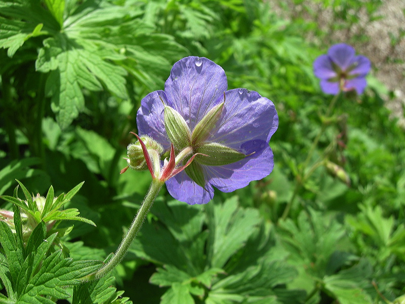 Geranium pratense / Geranio dei prati