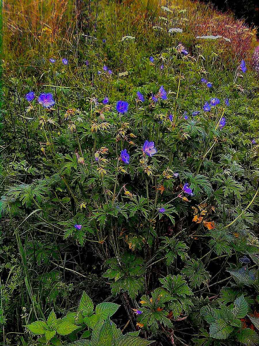 Geranium pratense / Geranio dei prati