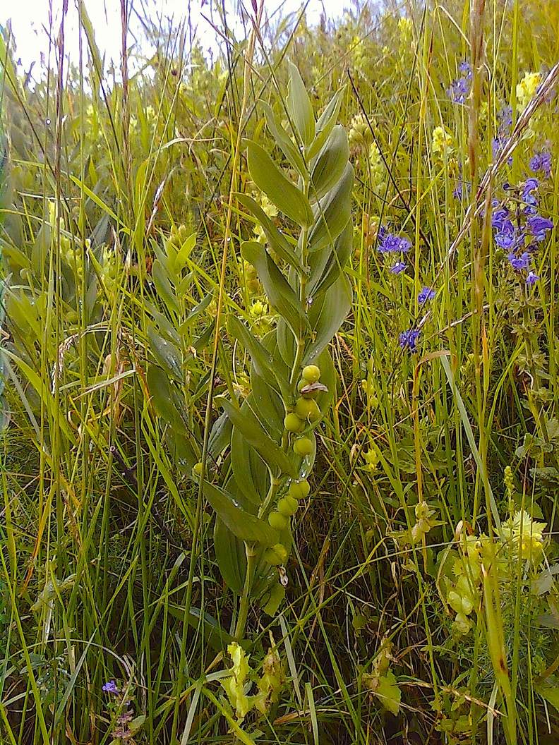Polygonatum odoratum