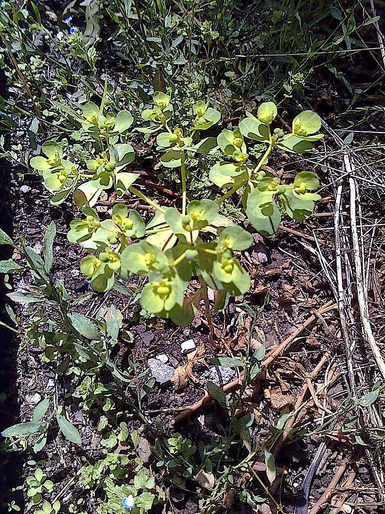Euphorbia helioscopia