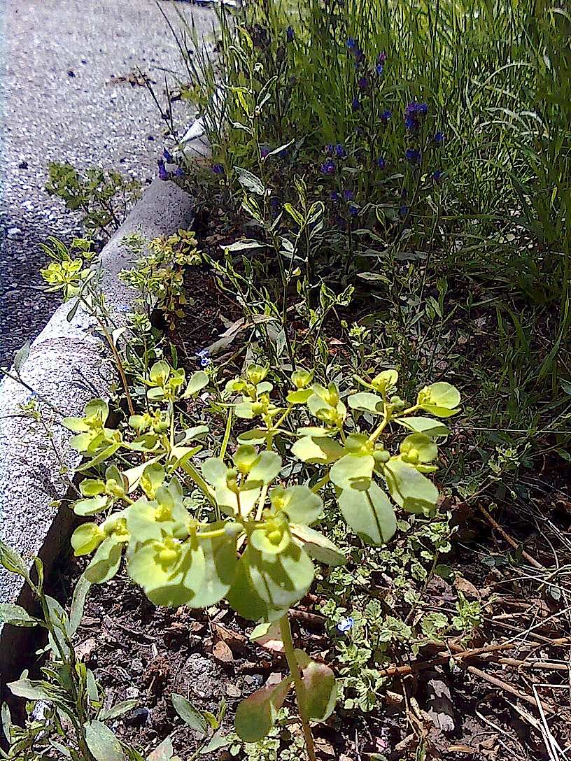 Euphorbia helioscopia