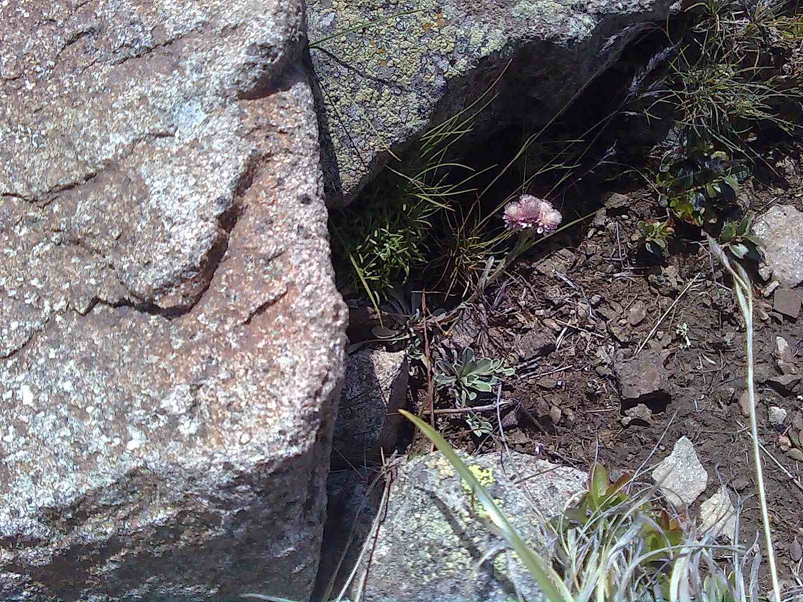 Antennaria dioica / Zampa di gatto