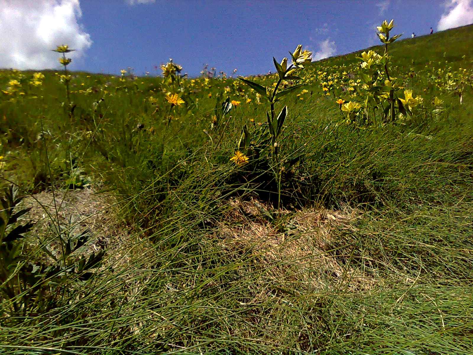 Gentiana punctata / Genziana punteggiata