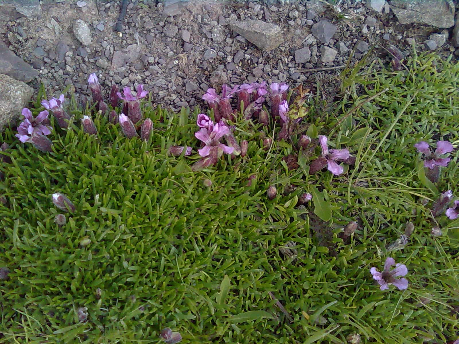 Saponaria pumila
