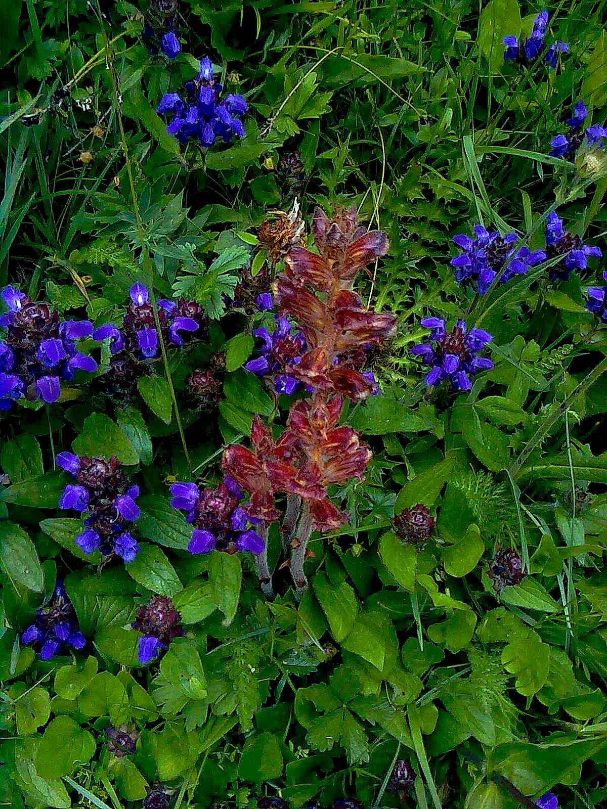 Orobanche (con Prunella)