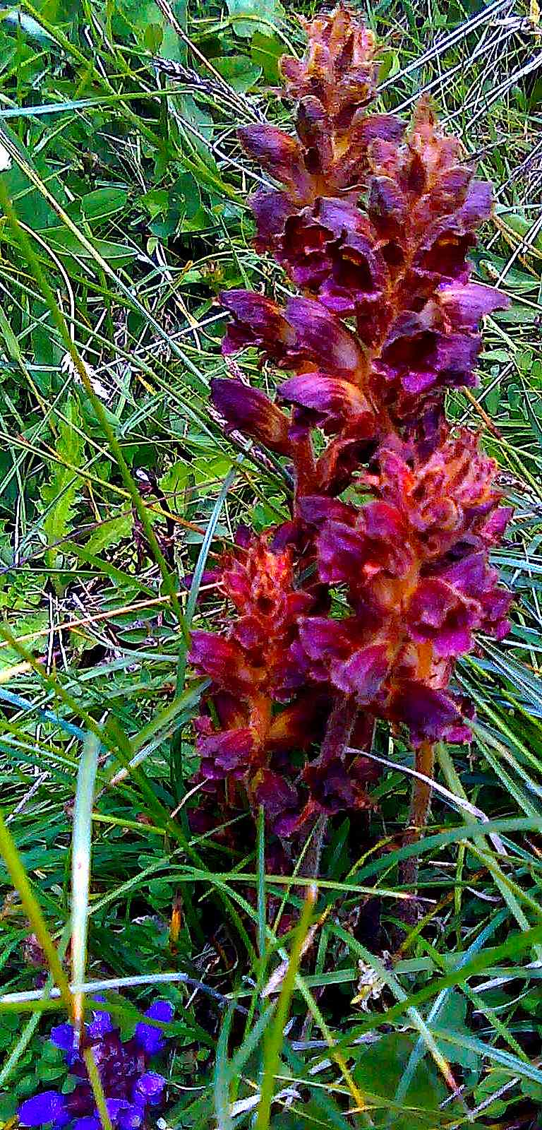 Orobanche (con Prunella)