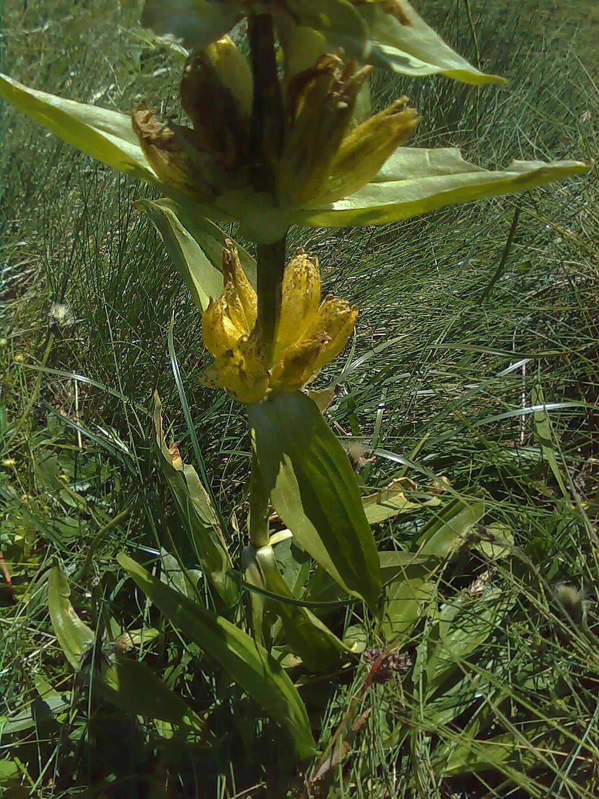 Gentiana punctata / Genziana punteggiata