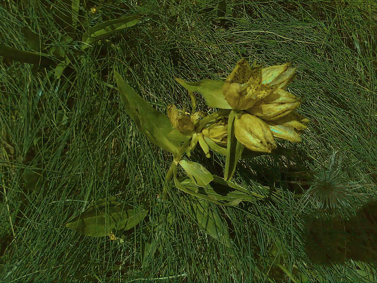 Gentiana punctata / Genziana punteggiata