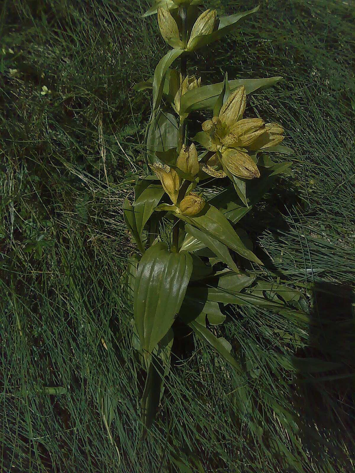 Gentiana punctata / Genziana punteggiata