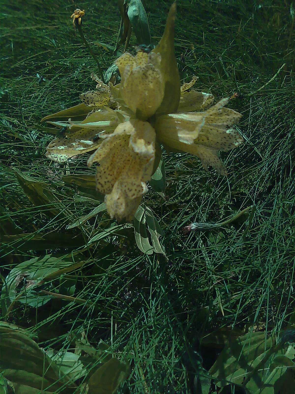 Gentiana punctata / Genziana punteggiata