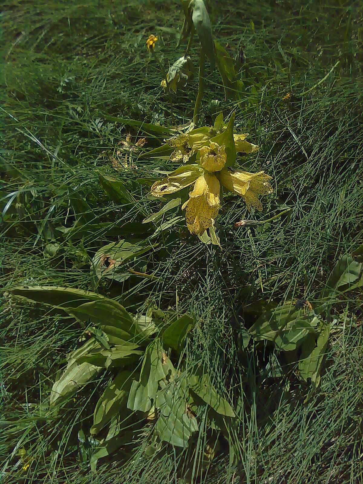 Gentiana punctata / Genziana punteggiata