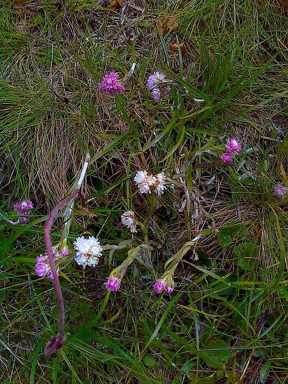 Antennaria dioica / Zampa di gatto