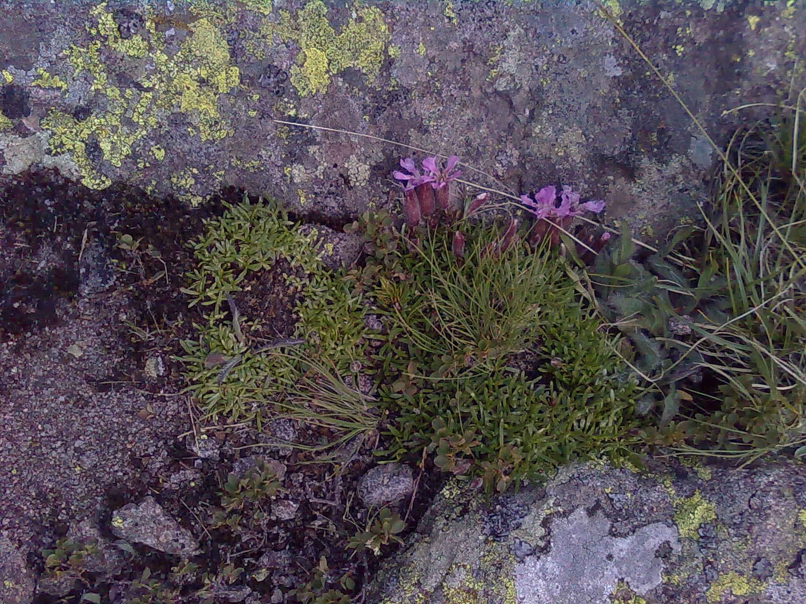Saponaria pumila