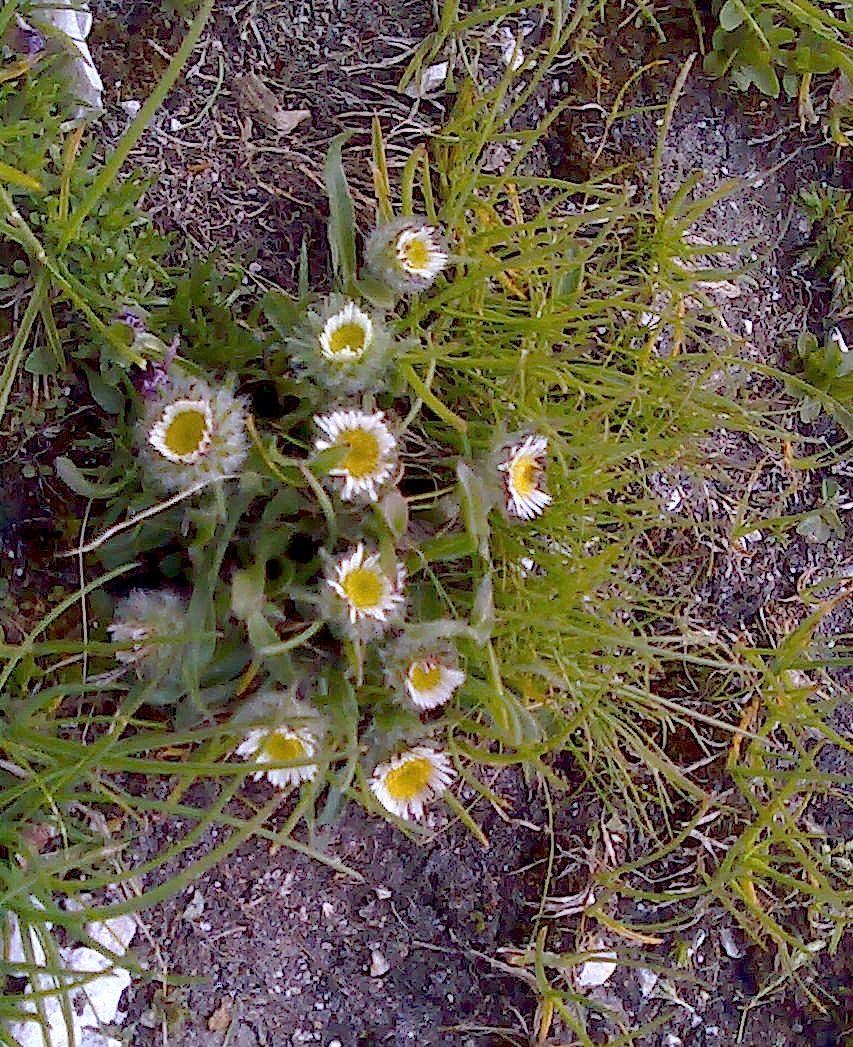 Erigeron uniflorus / Cespica uniflora