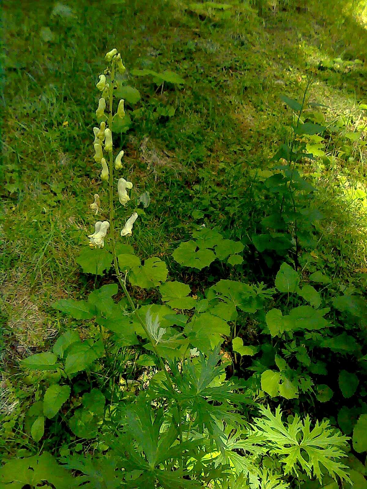 Aconitum lycoctonum