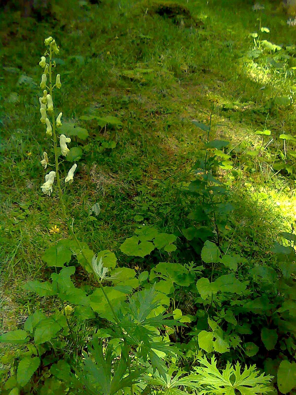 Aconitum lycoctonum