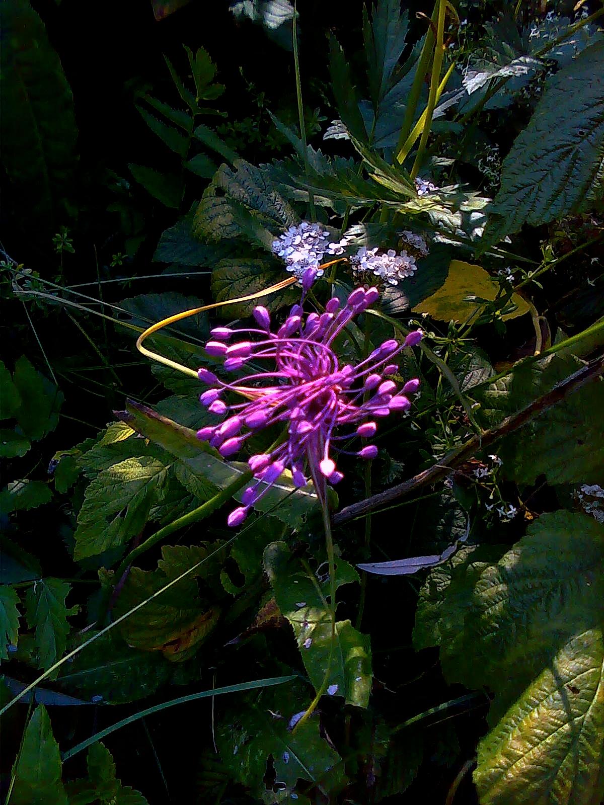 Allium carinatum subsp. pulchellum