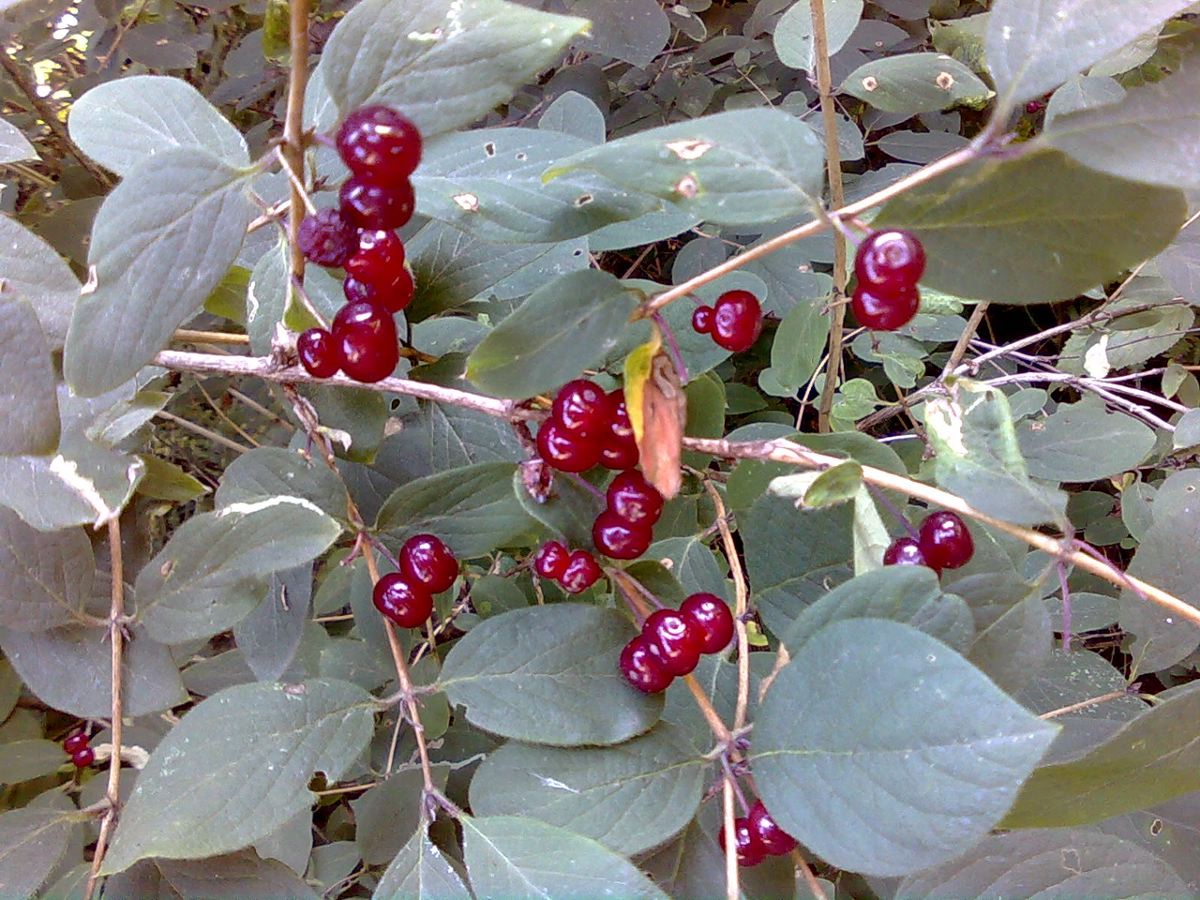 Caprifoglio peloso (Lonicera xylosteum)