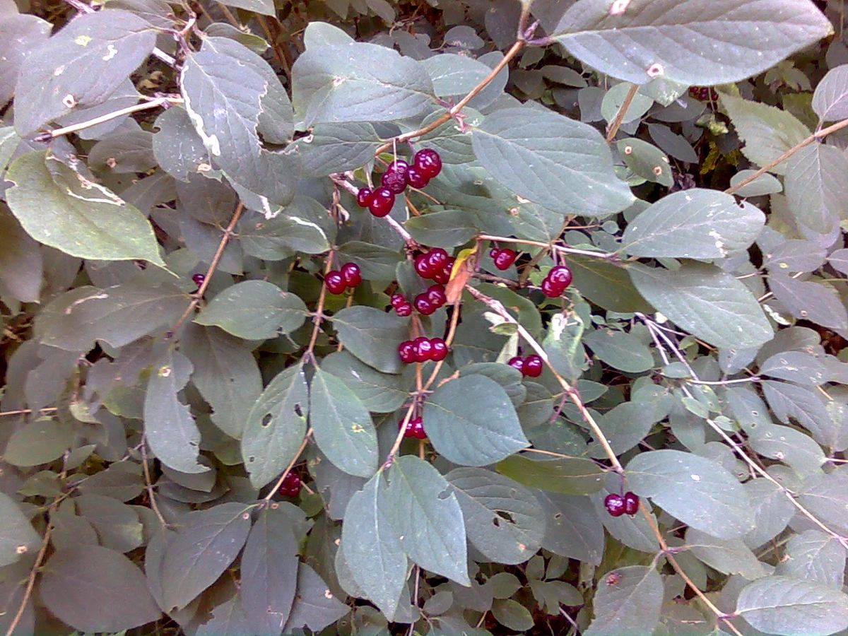 Caprifoglio peloso (Lonicera xylosteum)