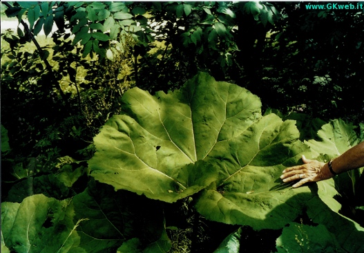 Petasites: la foglia più grande