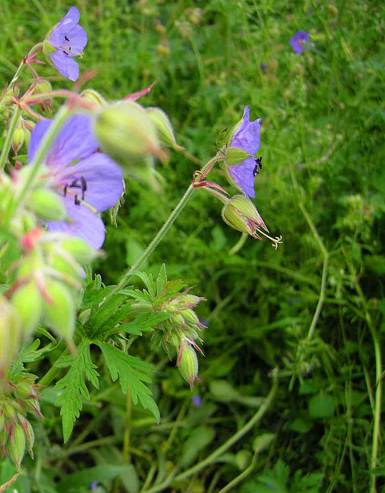 Geranium pratense / Geranio dei prati