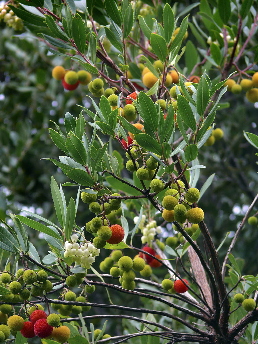 Arbutus unedo