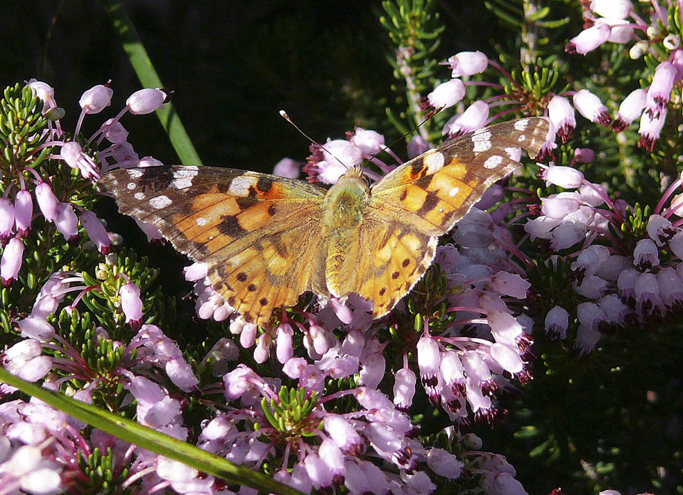 farfalla - Vanessa cardui